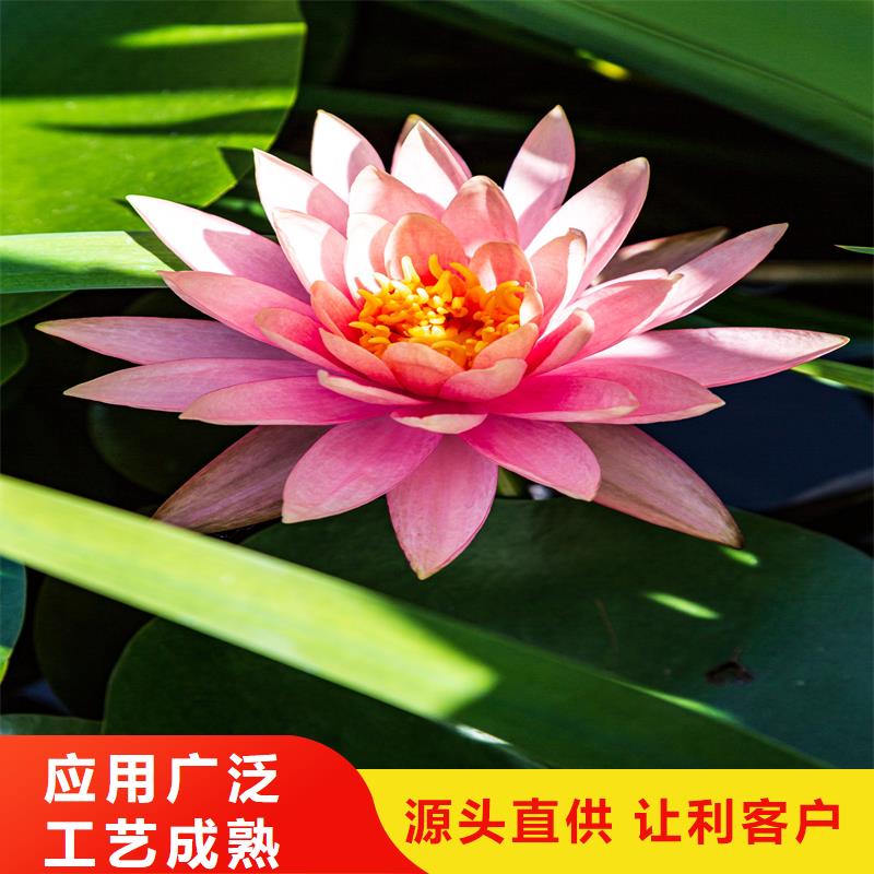 大型荷花苗多規(guī)格可選擇