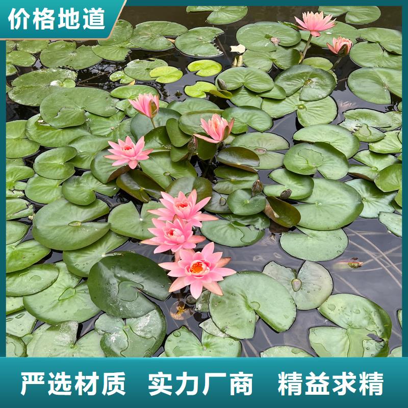 專業(yè)銷售微型荷花苗-大型廠家
