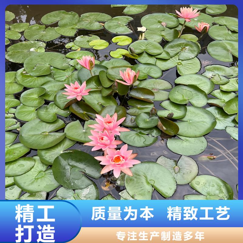 夏季荷花苗銷售廠家