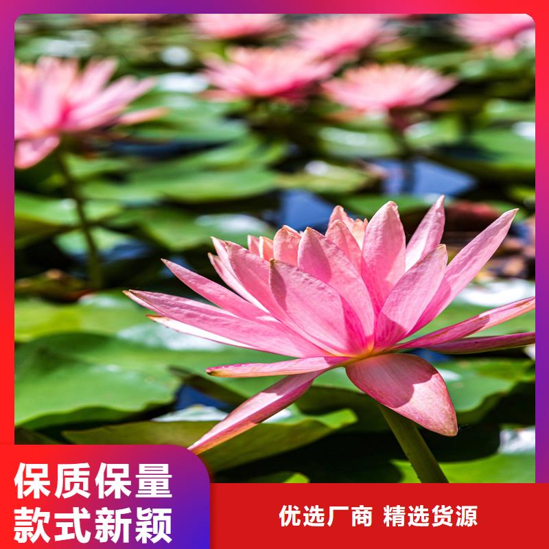 觀賞荷花苗優(yōu)質(zhì)源頭廠家