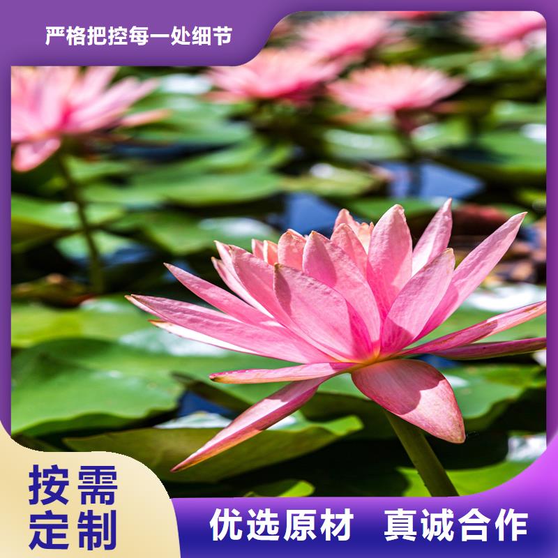 荷花苗荷花藕苗品質(zhì)過硬