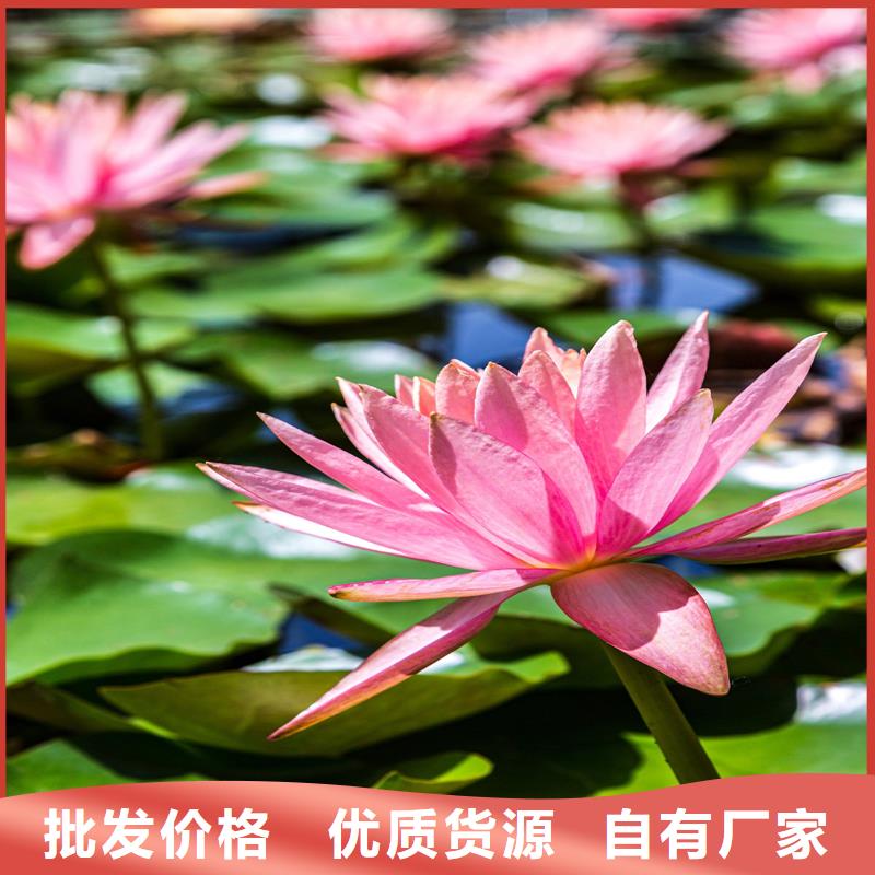 有現(xiàn)貨的全年荷花苗供貨商