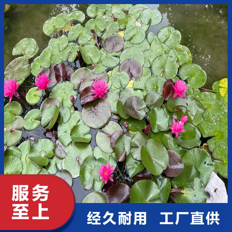 荷花苗,重瓣荷花苗嚴(yán)謹(jǐn)工藝