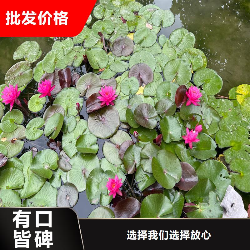 夏季荷花苗銷售廠家