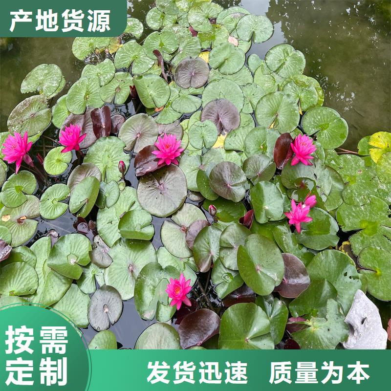 荷花苗荷花藕苗優(yōu)選廠商