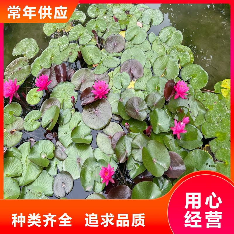 荷花苗零售備貨充足