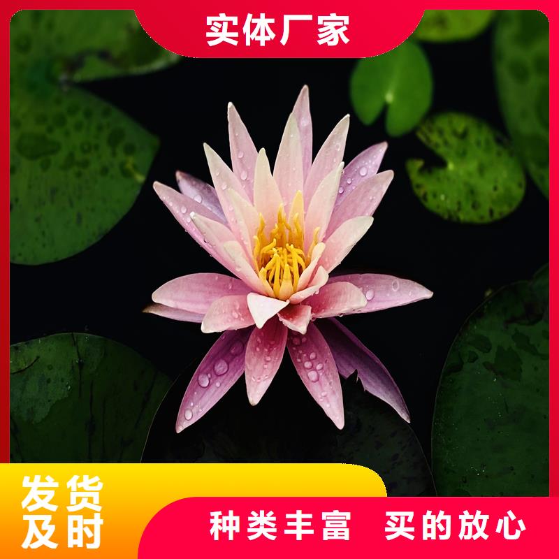 耐寒荷花苗批發(fā)-制作精良