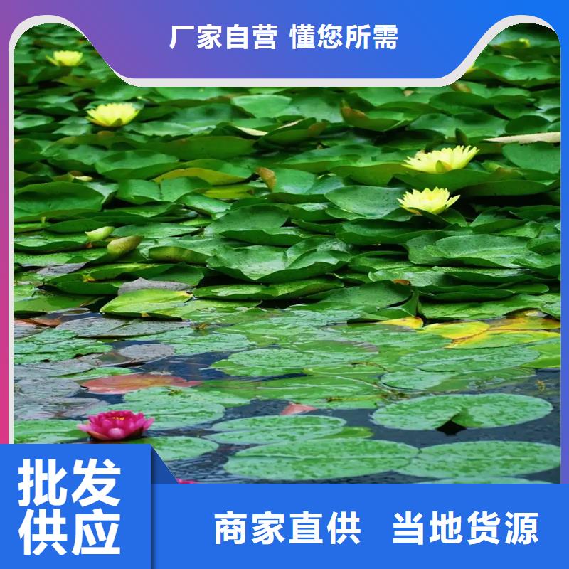荷花苗零售備貨充足