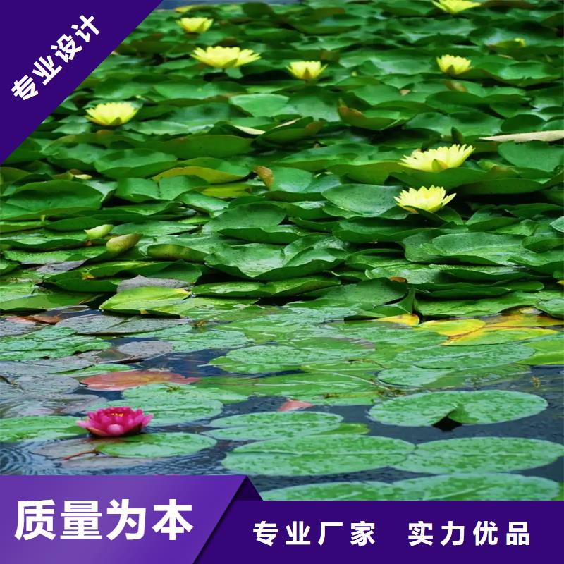 生產(chǎn)微型荷花苗廠家-可定制