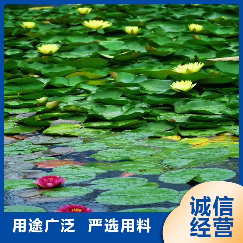 荷花苗定制服務(wù)廠家價(jià)格優(yōu)惠