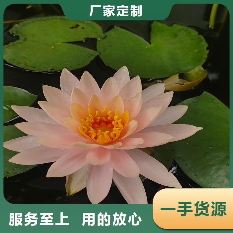 荷花苗景區(qū)美化廠家直銷-荷景園林綠化工程有限公司