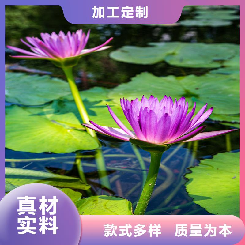 荷花苗,白色荷花苗好產(chǎn)品價格低