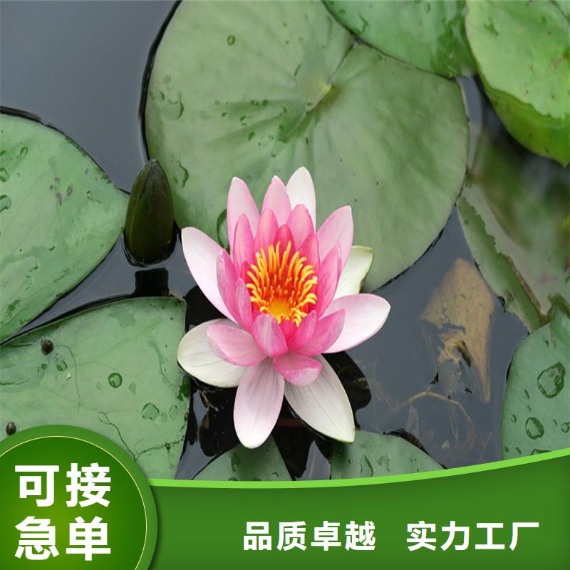 生產(chǎn)實(shí)惠荷花苗的生產(chǎn)廠家