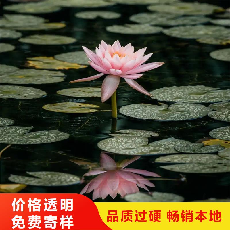 深水荷花苗物超所值