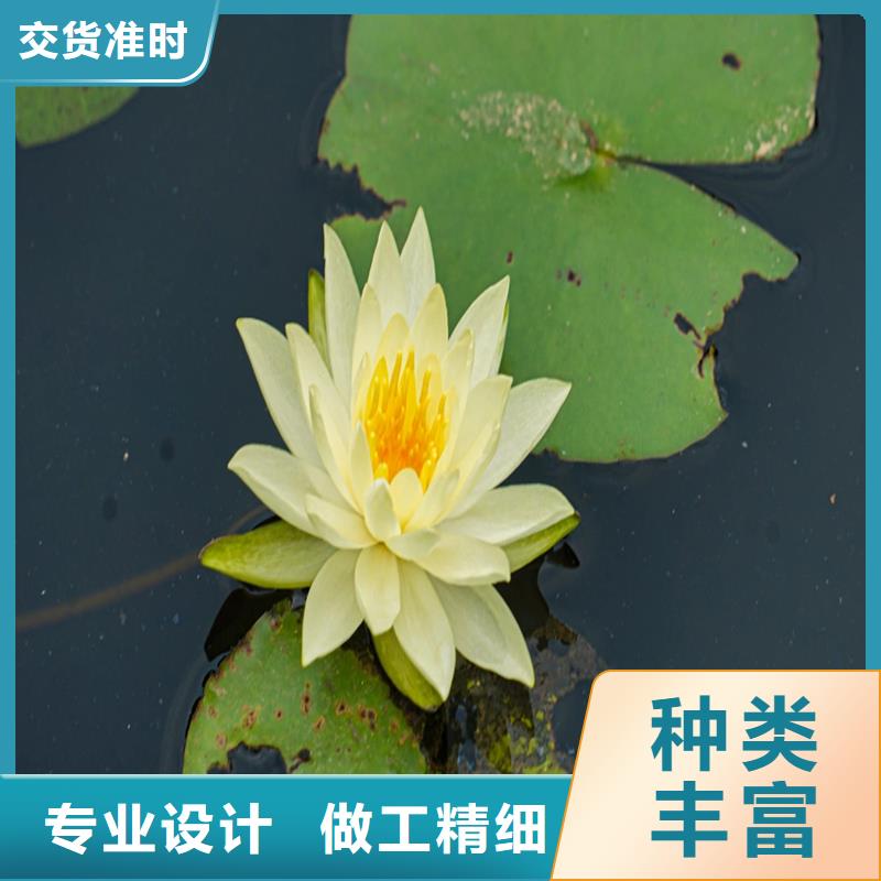 荷花苗大型荷花苗產(chǎn)地工廠