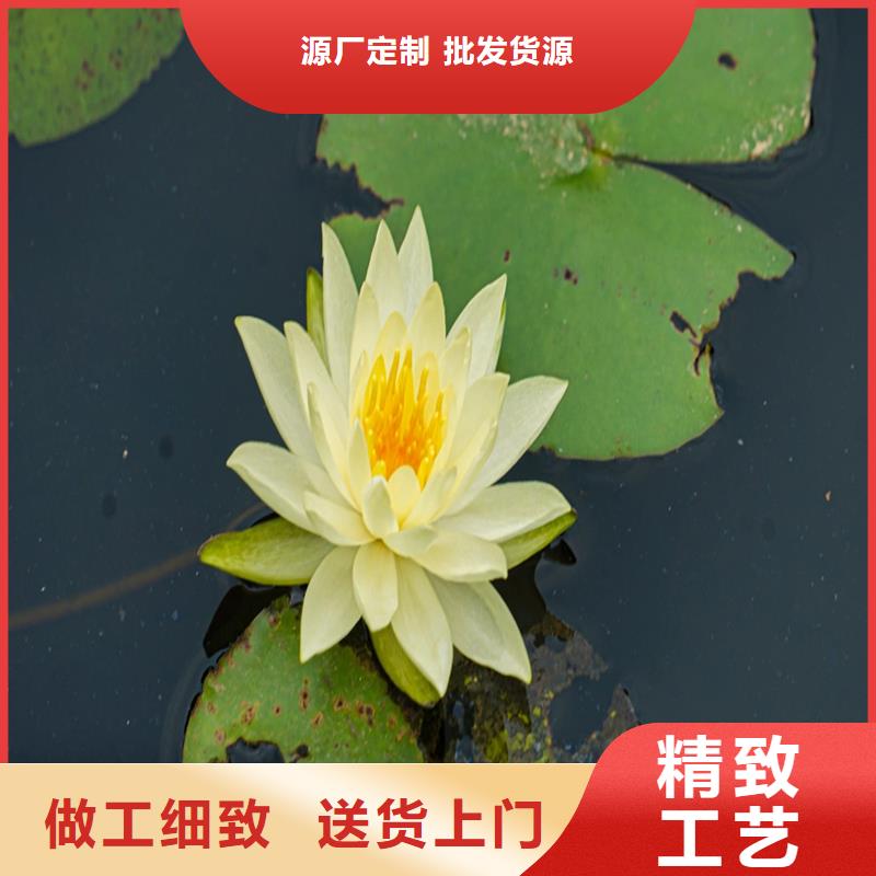 初夏荷花苗非標規(guī)格定做