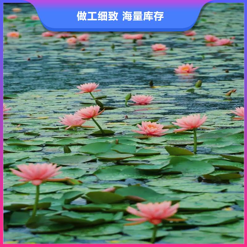 荷花苗荷花來圖定制