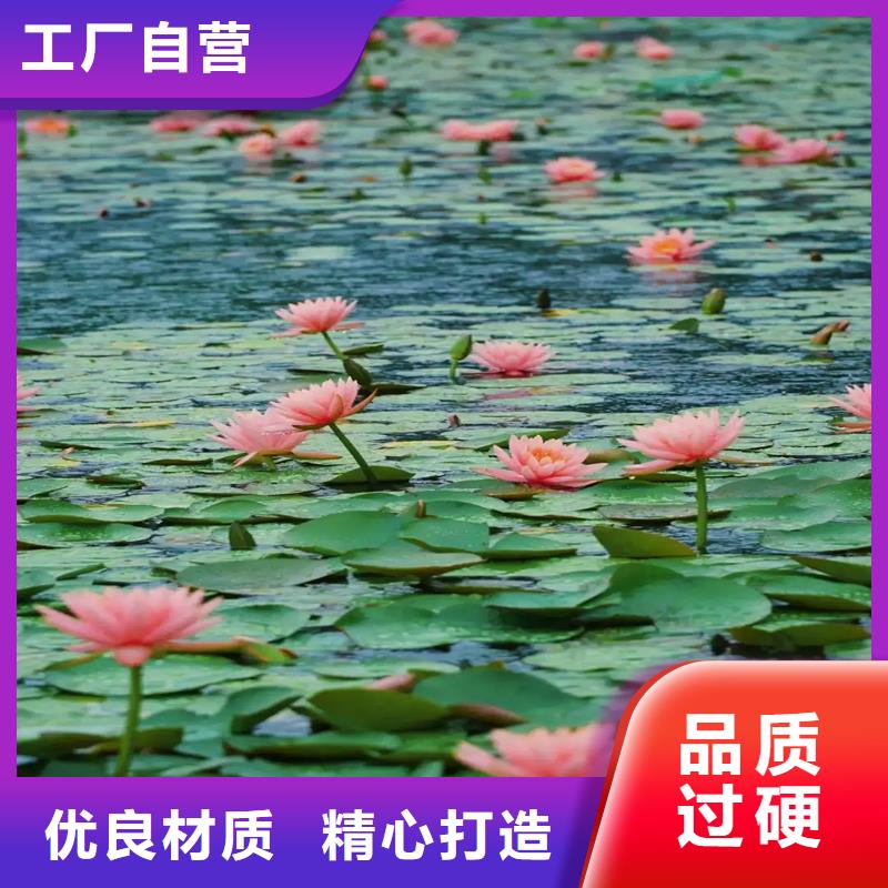 荷花苗荷花苗好廠家有擔(dān)當(dāng)