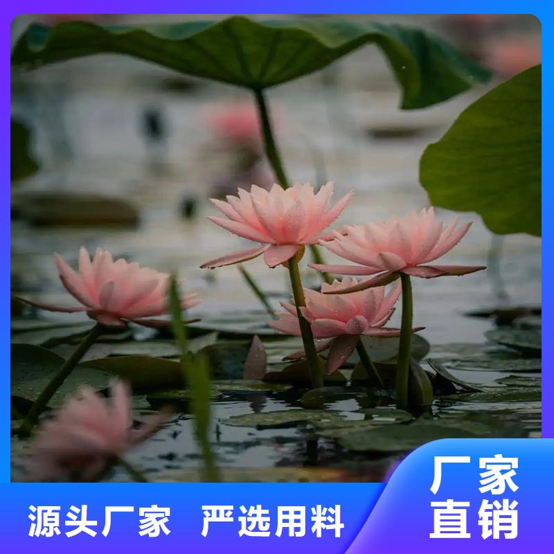 荷花苗荷花好貨有保障