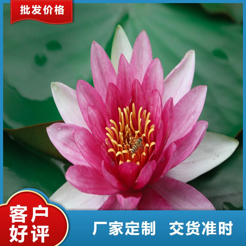 有現(xiàn)貨的色系全荷花苗銷售廠家