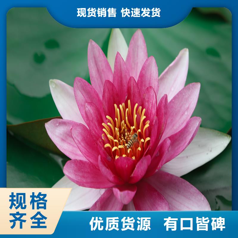 荷花苗荷花好貨有保障