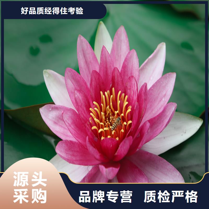 常年供應(yīng)花香濃荷花苗-省心