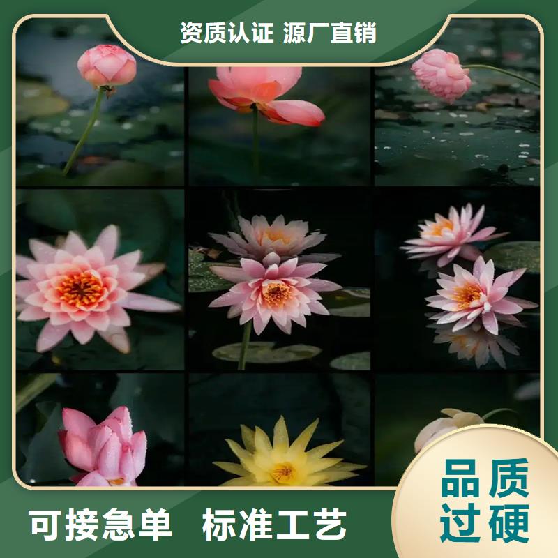 荷花苗技術(shù)指導(dǎo)優(yōu)質(zhì)售后