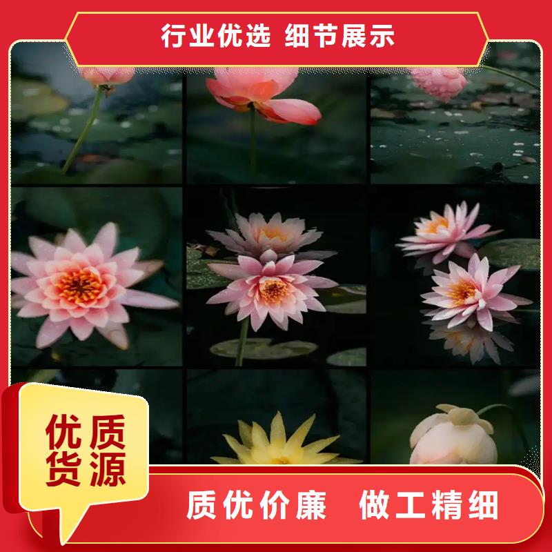 荷花苗觀賞荷花苗0中間商差價