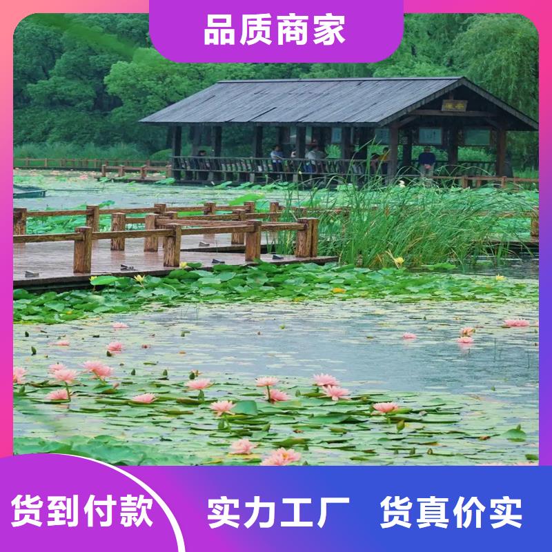 荷花苗耐寒荷花苗廠家直銷直供