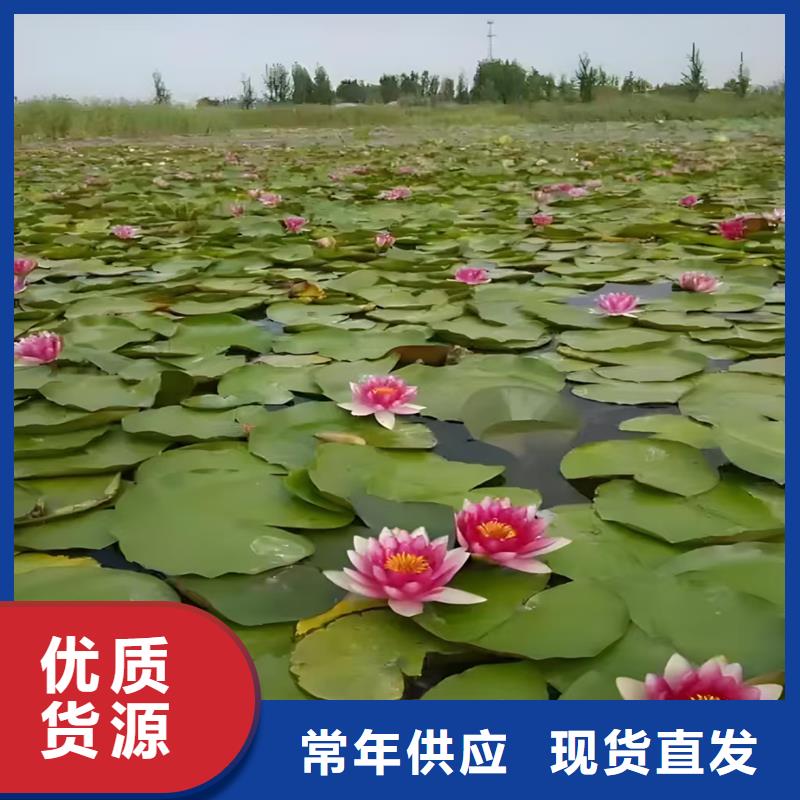 采購睡蓮的花語和寓意全國統(tǒng)一價