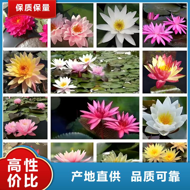 睡蓮和荷花的區(qū)別發(fā)貨就是快