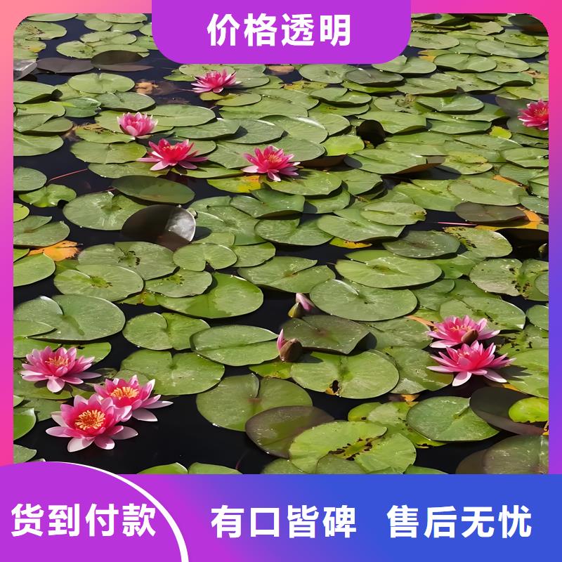 2025歡迎訪問##睡蓮圖片##公司