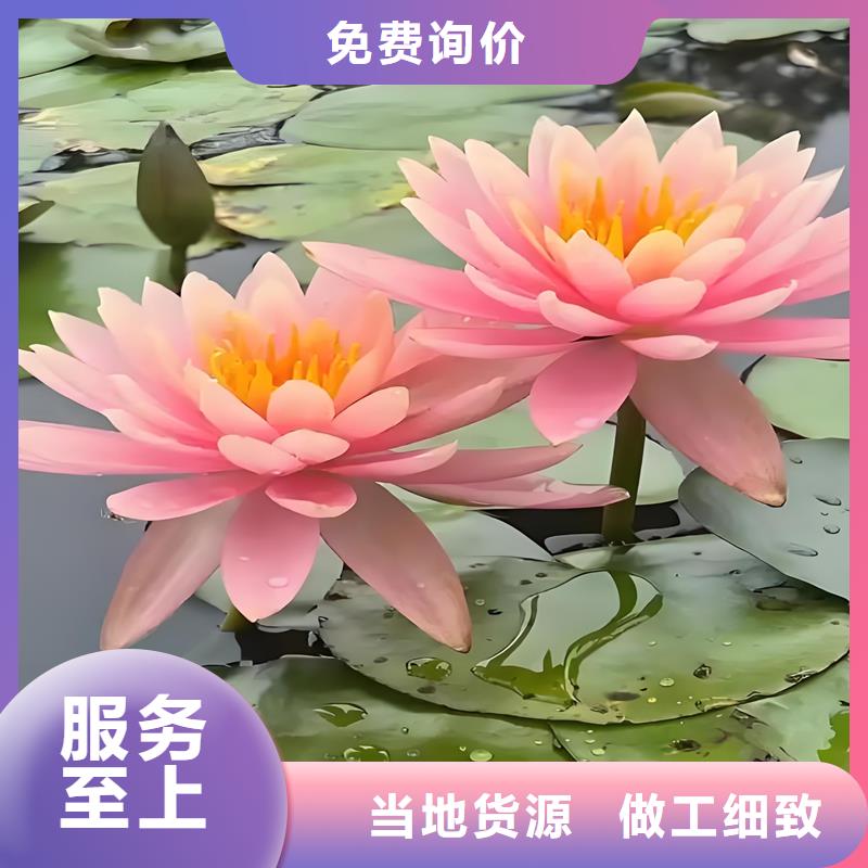 2025歡迎訪問##睡蓮圖片##公司