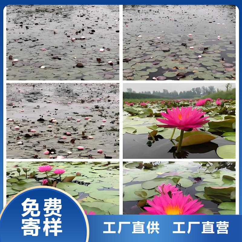 睡蓮種苗定制工廠