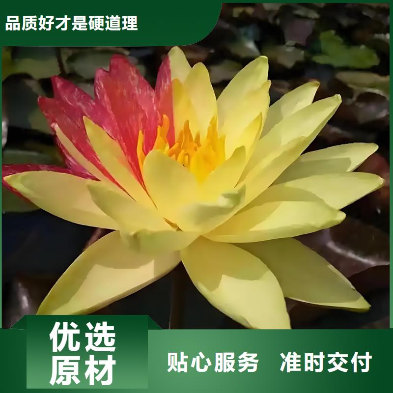睡蓮和荷花的區(qū)別發(fā)貨就是快