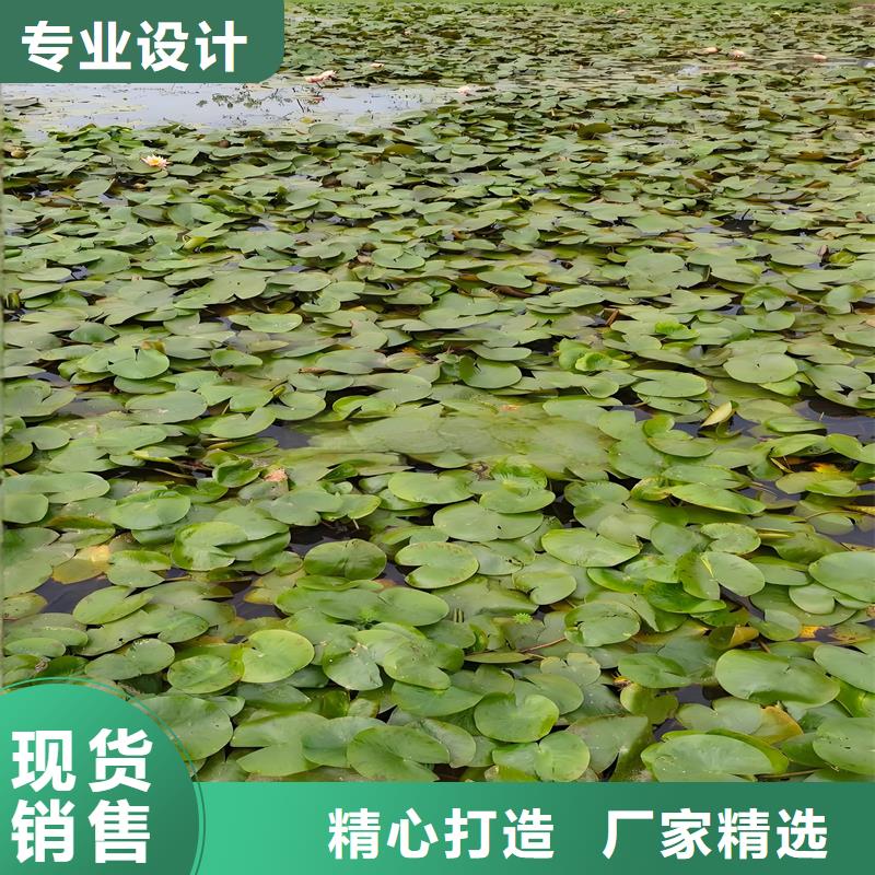 睡蓮什么時(shí)候開花加工定制