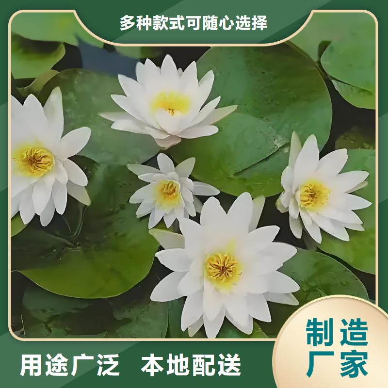 新款睡蓮種苗廠家