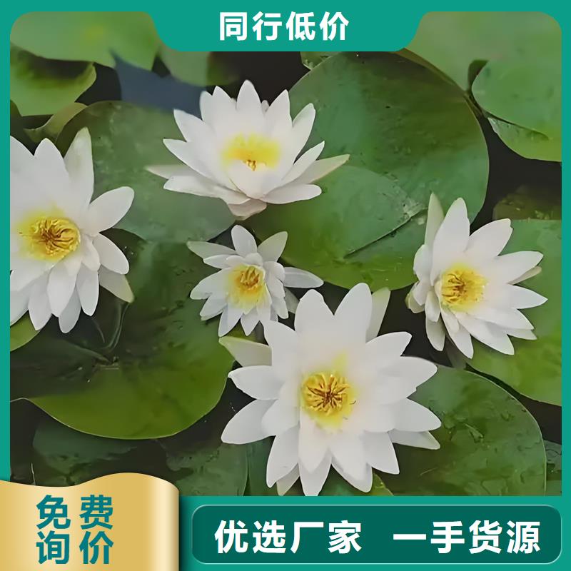 買睡蓮圖片認(rèn)準(zhǔn)大廠家