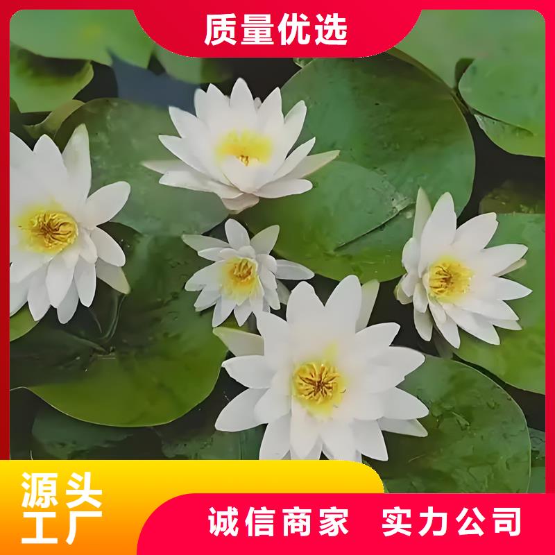 睡蓮圖片新品上市