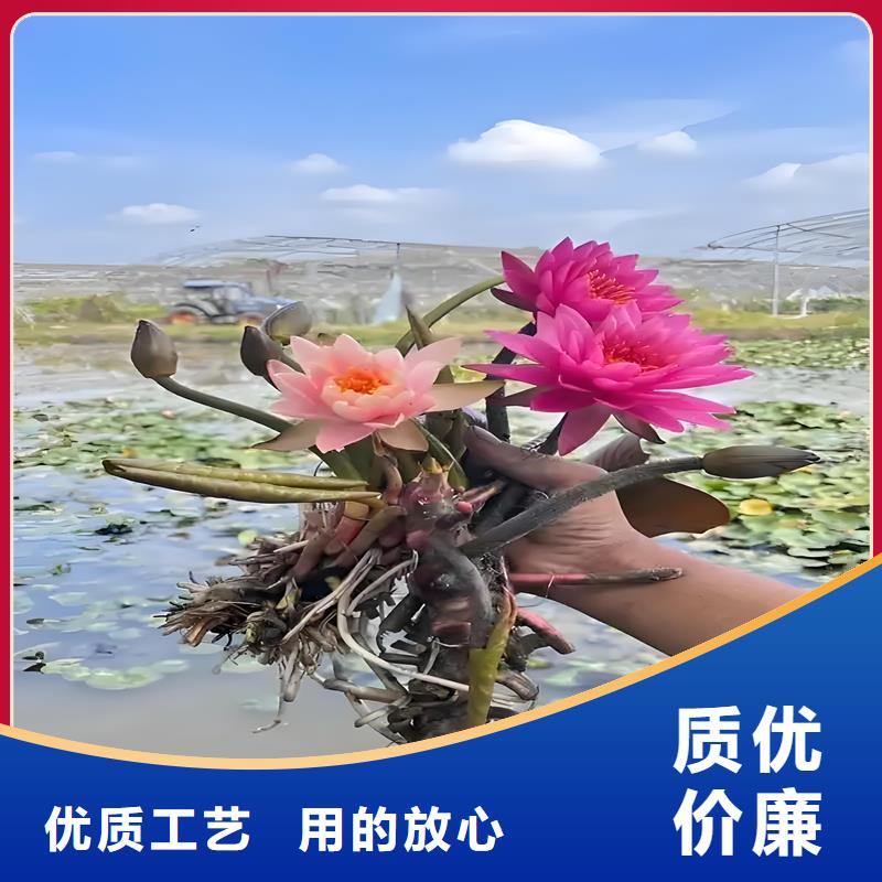 新款睡蓮種苗廠家