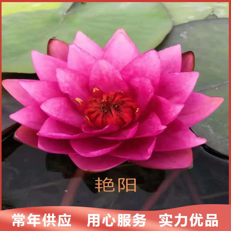 采購睡蓮的花語和寓意全國統(tǒng)一價