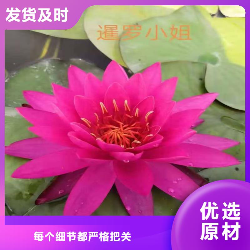 睡蓮什么時候開花訂購熱線