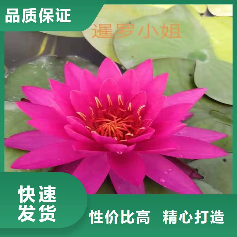采購睡蓮的花語和寓意全國統(tǒng)一價