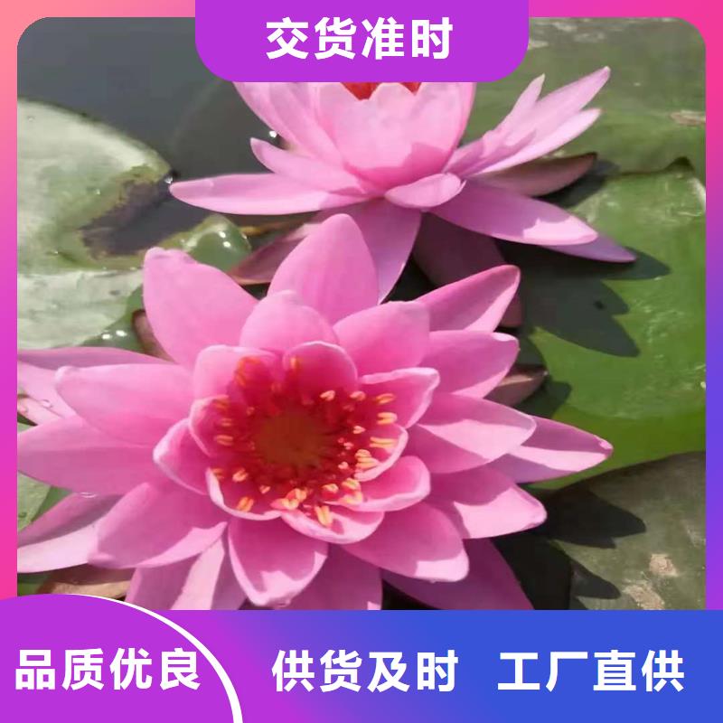 2025歡迎訪問##睡蓮圖片##公司