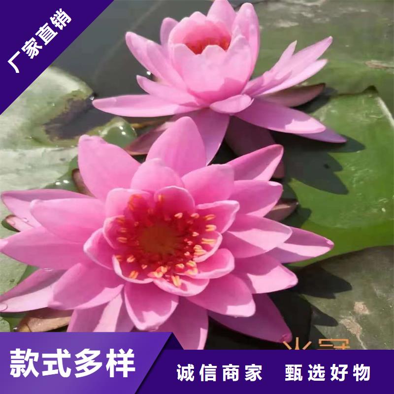 采購睡蓮的花語和寓意全國統(tǒng)一價