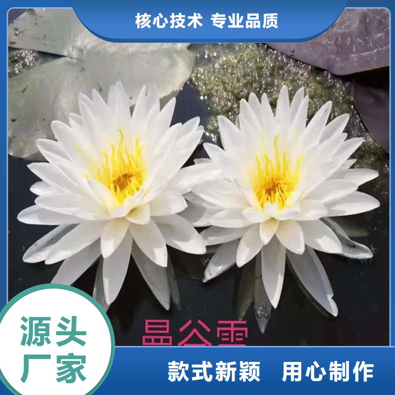 睡蓮和荷花的區(qū)別經(jīng)銷商