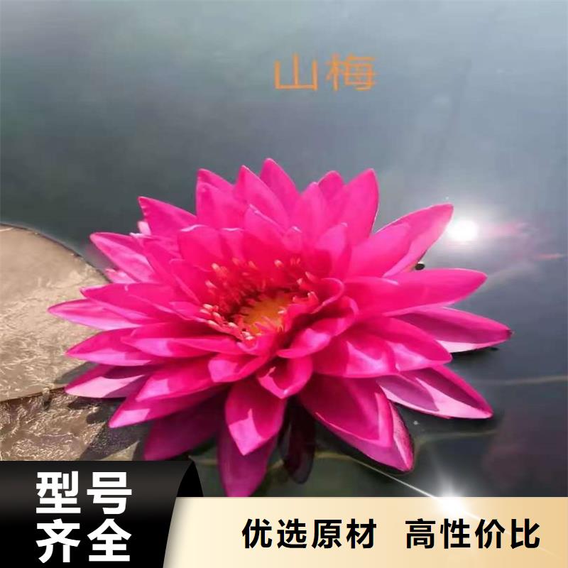 睡蓮和荷花的區(qū)別經(jīng)銷商