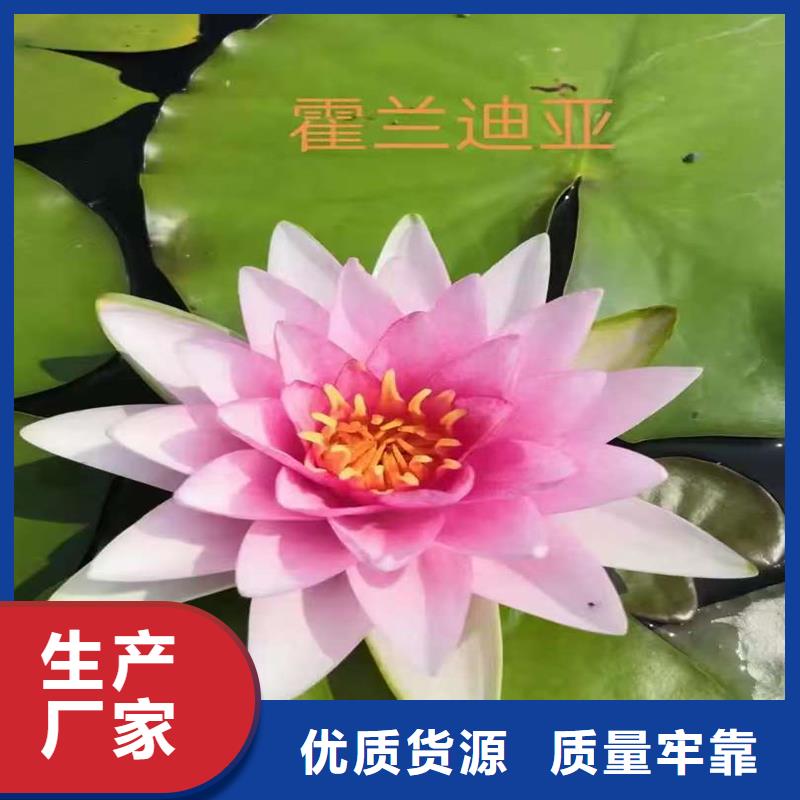 新款睡蓮種苗廠家