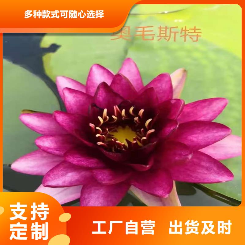 新款睡蓮種苗廠家