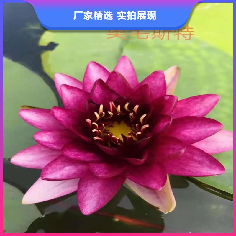 供應(yīng)睡蓮種子_優(yōu)質(zhì)廠家